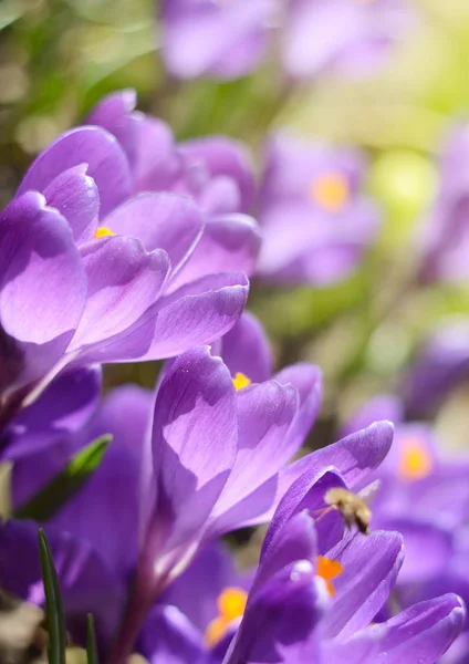 Krásné první jarní květiny kvetou krokusy za jasného slunečního světla. Jarní prázdniny pozadí — Stock fotografie
