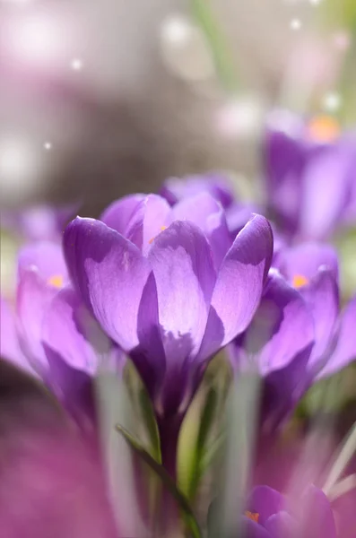 Hermosas flores primaverales azafrán florecen bajo la luz del sol brillante. Fondo de vacaciones de primavera —  Fotos de Stock