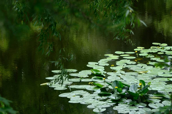 Lihat di tepi kolam dengan bunga lili air liar melalui tangisan pohon willow . — Stok Foto