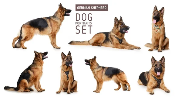 Kabarık Alman çoban köpeği portreleri kümesi. 2018 yılına kadar Çin geleneksel burç sembolü