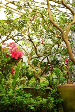 Ormangülü çiçek ve tropikal bitki büyür bir antika serada. Taze yeşil bitkiler tarafından yosun kaplı bir vintage seramik tencere