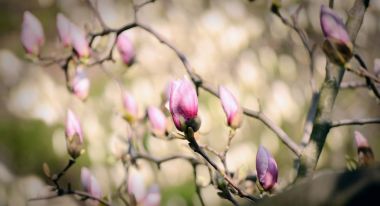 Bir baharda çiçek açan Manolya çiçek fotoğrafı kapatın. Hipster süzülmüş fotoğraf.