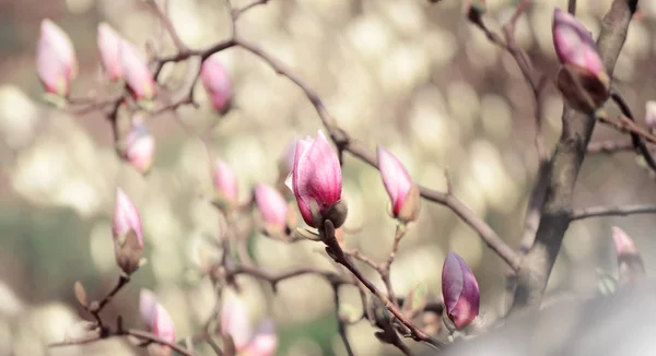 Photo rapprochée de fleurs de Magnolia fleurissant au printemps. Photo filtrée Hipster . — Photo