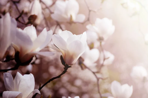 Close up imagem de flores Magnolia florescendo em uma primavera. Hipster foto filtrada . — Fotografia de Stock