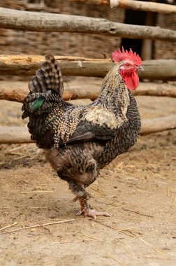 Kümes hayvanı tarafından işletilen bir ücretsiz aralığı üzerinde parlak renkli horoz