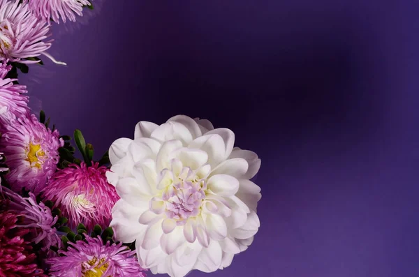Fond créatif avec des fleurs de chrysanthème et de dahlia. Floral frontière plat laïc concept — Photo