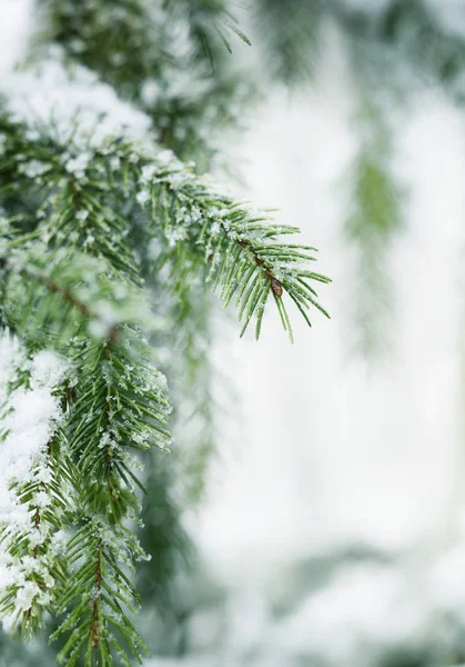 Neve inesperada em abril. Ramo de lilás com folhas verdes jovens cobertas pela neve da primavera . — Fotografia de Stock