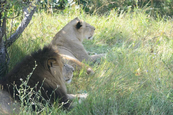 Pareja de leones machos y hembras descansando bajo el árbol . — Foto de Stock