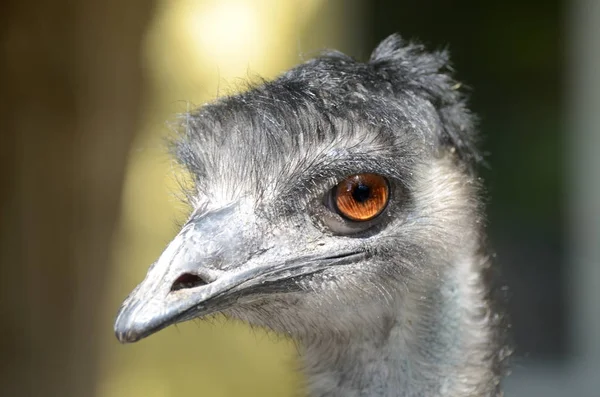 Primer plano retrato avestruces. Avestruz en una granja paddock —  Fotos de Stock