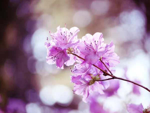 Ormangülü dauricum. Ormangülü şube. Yumuşak pembe ormangülü çiçekleri Bahçe. Güzel Asyalı bahar çiçek. — Stok fotoğraf