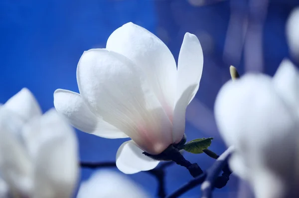 Primer plano de las flores de Magnolia floreciendo en una primavera. Hipster filtrado squere foto con fondo redondo bokeh . —  Fotos de Stock