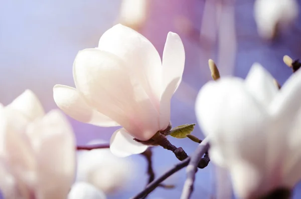Photo rapprochée de fleurs de Magnolia fleurissant au printemps. Photo filtrée Hipster . — Photo