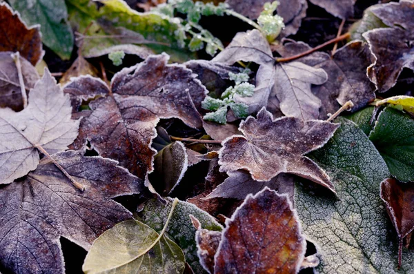 Foglie d'autunno secche glassate . — Foto Stock