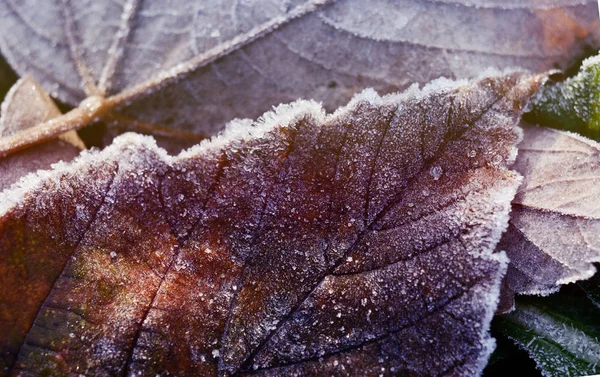 Frosted dry autumn leaves. — Stock Photo, Image