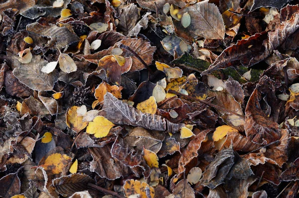 Сухие осенние листья . — стоковое фото