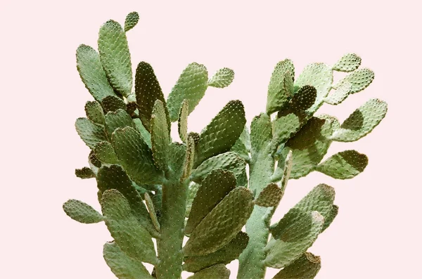 Opuntia kaktusz. Kreatív elrendezés. Minimál stílus csendélet. — Stock Fotó