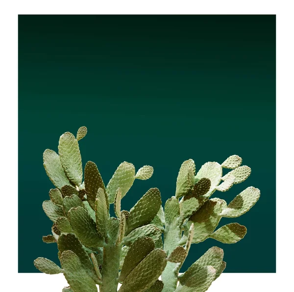 Opuntia cactus. Layout criativo. Estilo mínimo ainda vida . — Fotografia de Stock