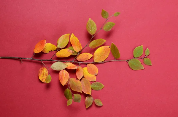 Δημιουργικό φθινόπωρο σύνθεση. Κλαδί δέντρου και κίτρινα φύλλα σε κόκκινο φόντο. — Φωτογραφία Αρχείου