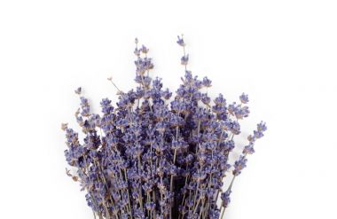 Beyaz bir arka plan üzerinde izole kuru lavanta demet