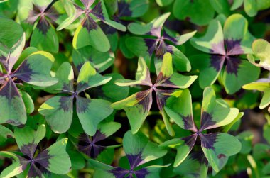 Oxalis tetraphylla, Deppei. Yanlış dört Leaved yonca, mutlu yonca. En iyi görünümü soyut doğal arka plan.