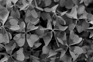 Oxalis tetraphylla, Oxalis Deppei. Yanlış dört Leaved yonca, Heppy yonca. En iyi görünümü soyut doğal arka plan.