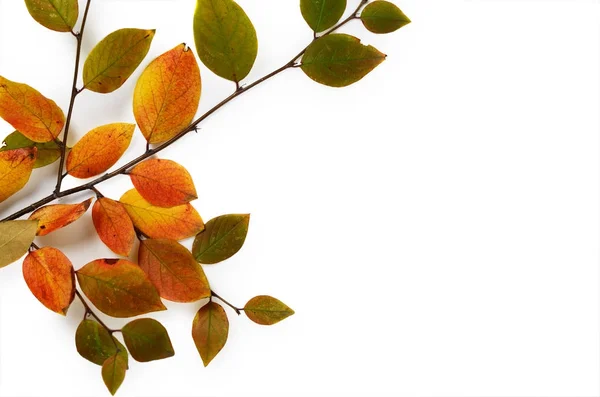 Composición creativa de otoño. Rama de árboles y hojas amarillas sobre un fondo blanco . —  Fotos de Stock