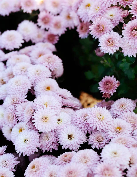 Rosa krysantemum. Vacker höst blomma trädgård inredning. Blommig bakgrund för design. — Stockfoto