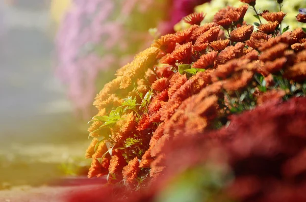 Красная хризантема. Осенний цветок в оформлении сада. Цветочный фон для дизайна . — стоковое фото