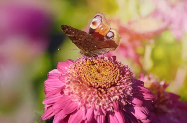 Uma deslumbrante borboleta pavão, Aglais io, em flor crisântemo em uma luz solar da manhã . — Fotografia de Stock