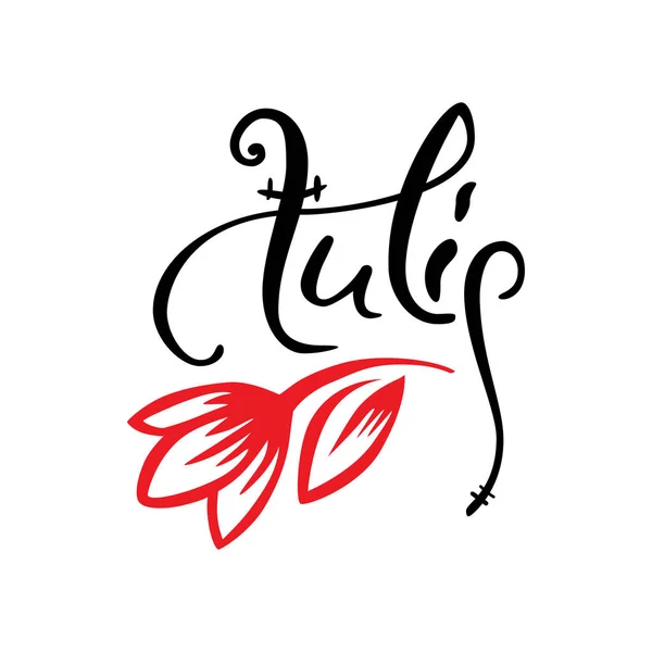 Letras de estilo antiguo, caligrafía. Palabra Tulipán con mano dibujado tulipán vector rojo. Logo para salón de spa o floristería — Vector de stock