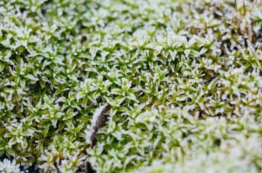 Parlak yeşil yosun bir Frost. Kış Mevsimlik arka plan