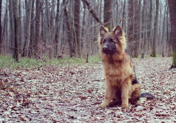 Vintage filtrado Retrato de joven perro pastor alemán esponjoso en el bosque. Caminatas con mascotas al aire libre . — Foto de Stock