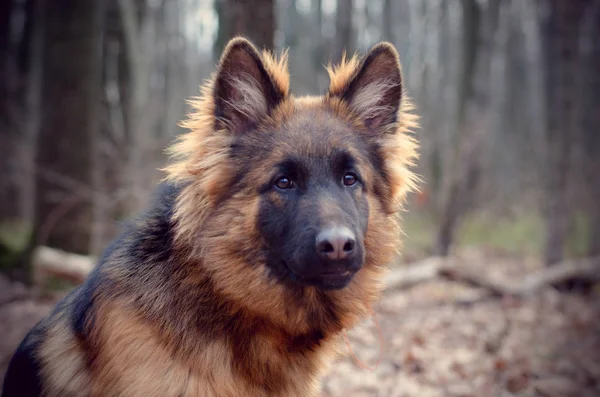 Vintage gefiltertes Porträt eines jungen flauschigen Schäferhundes im Wald. Spaziergänge mit Haustieren im Freien. — Stockfoto