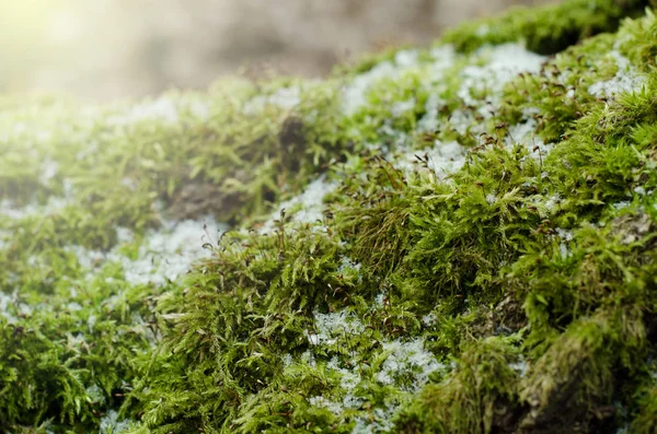 밝은 녹색 이끼 n 겨울 숲에 그 루터 기. 겨울 계절 배경 — 스톡 사진