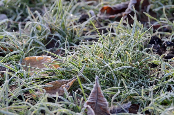 Autumn frozen green grass. — Stock Photo, Image