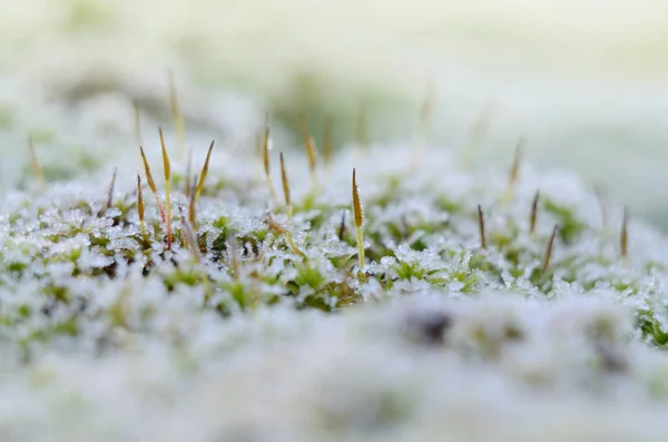 Musgo verde brillante en una helada. Fondo estacional de invierno —  Fotos de Stock