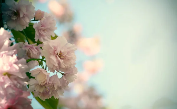 Romantická svatba nebo dárkové karty pozadí s sakura květy jaře. Krásné jemné růžové květy slunečním záření — Stock fotografie