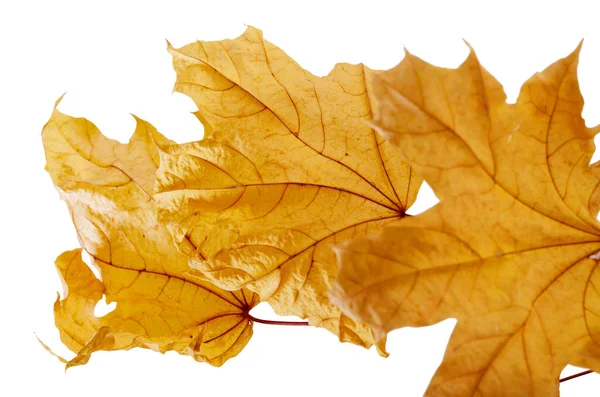 Hojas de otoño amarillo brillante sobre fondo blanco. Fondo estacional de otoño —  Fotos de Stock