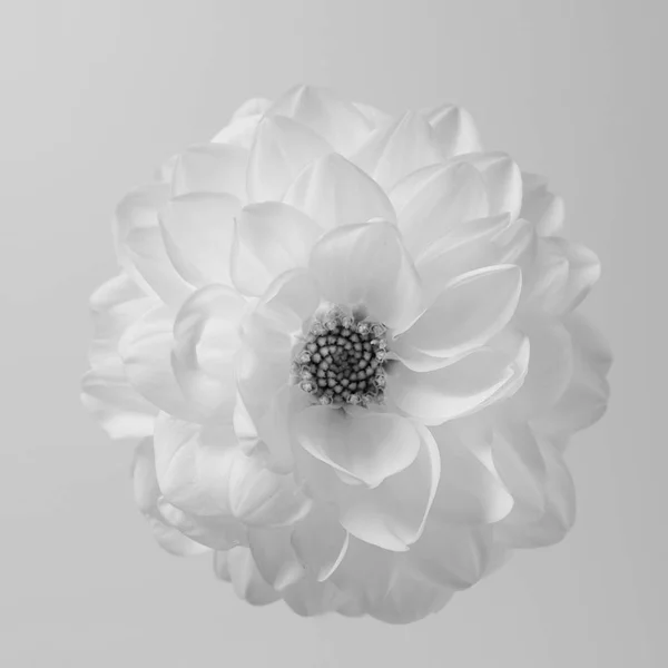 White airy dahlia flower against white background. Black and white concept. — Stock Photo, Image