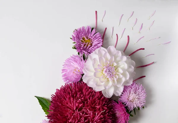 Fond créatif avec des fleurs de chrysanthème et de dahlia. Floral frontière plat laïc concept — Photo