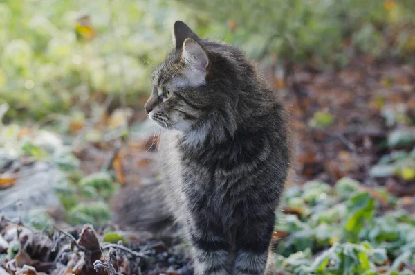 Portret van jonge pluizig grijze binnenlandse kat in een zonnig bos. Goedgekeurde huisdier. — Stockfoto