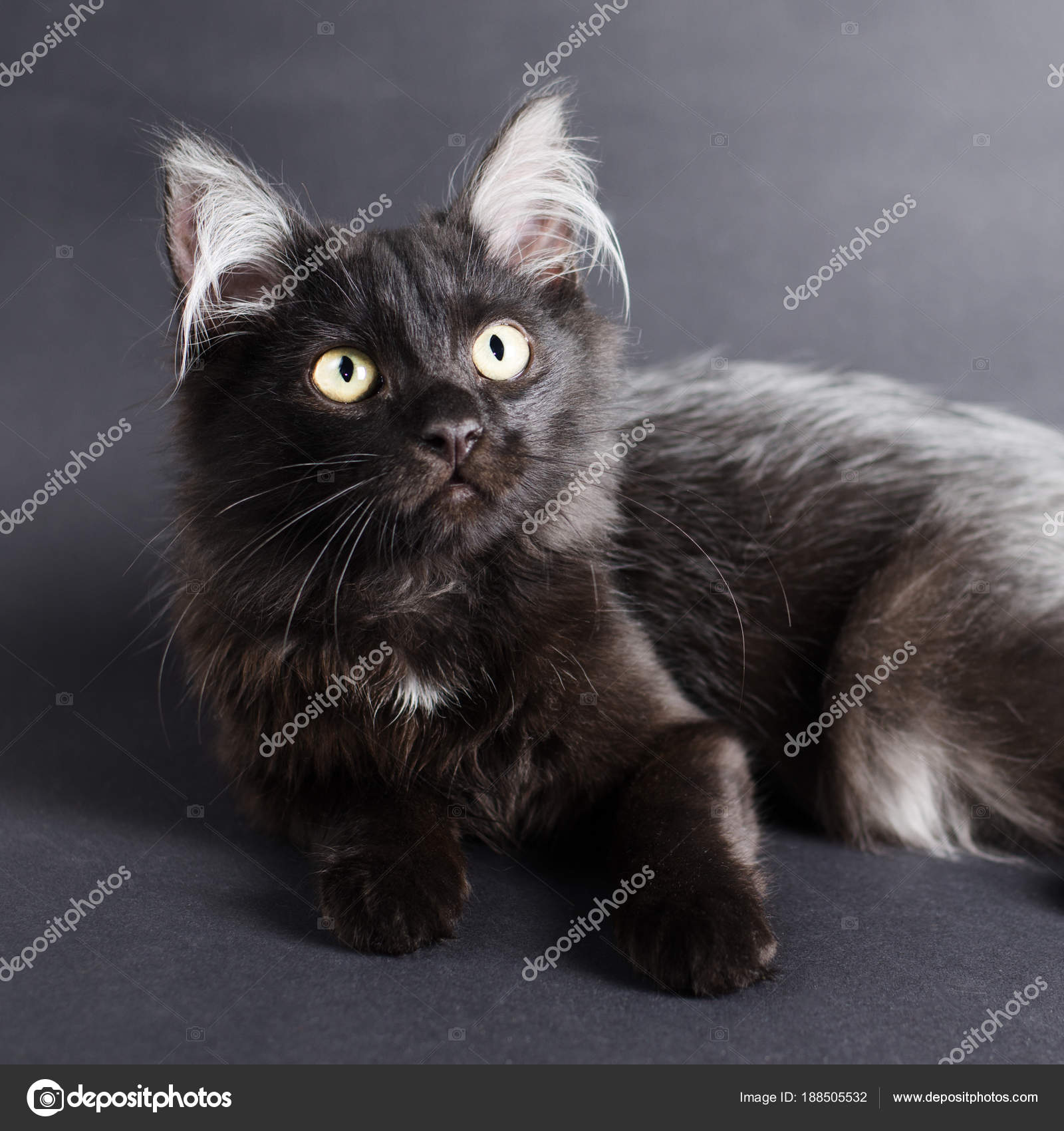 Young Charming Black Cat With White Hair In The Ears Stock