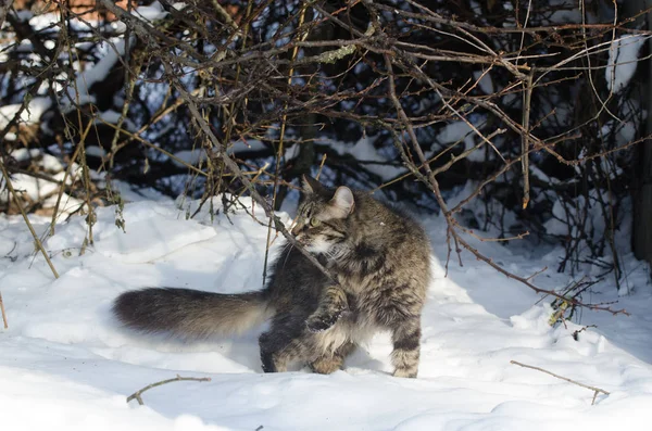 Jonge pluizig bruine kat snuiven takken in een wintertuin — Stockfoto