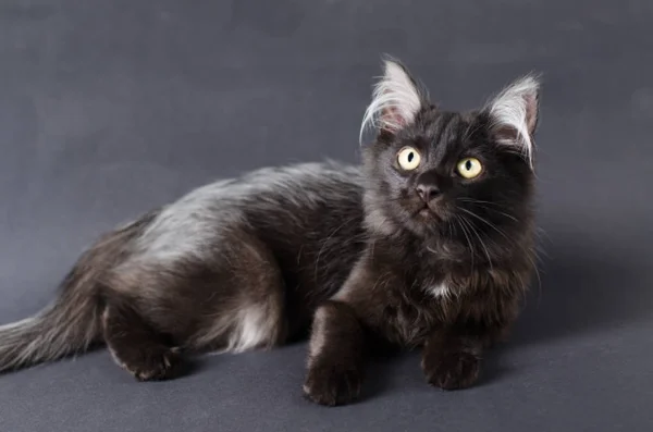 Jeune chat noir charmant avec les cheveux blancs dans les oreilles . — Photo