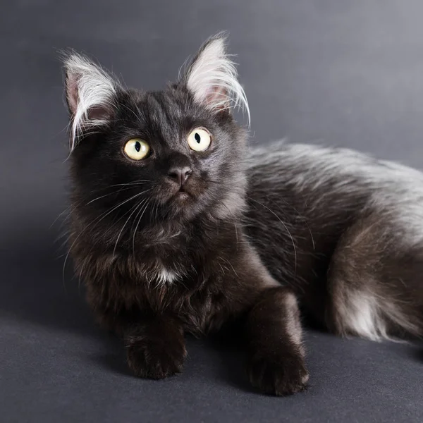 Young charming black cat with white hair in the ears. — Stock Photo, Image