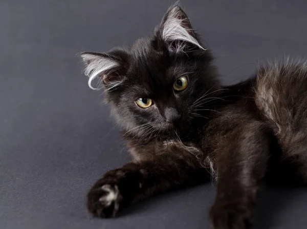 Молодий чарівний чорний кіт з білим волоссям у вухах . — стокове фото