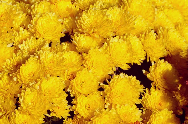노란 국화입니다. 정원 장식에 아름 다운가 꽃입니다. 디자인에 대 한 꽃 배경. — 스톡 사진