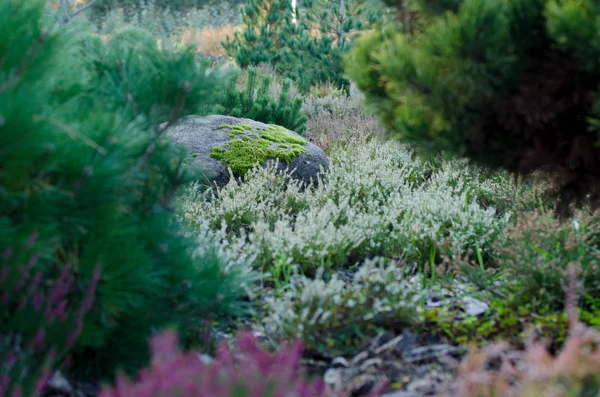 Paesaggio autunnale, grande pietra con muschio in un disegno del giardino . — Foto Stock
