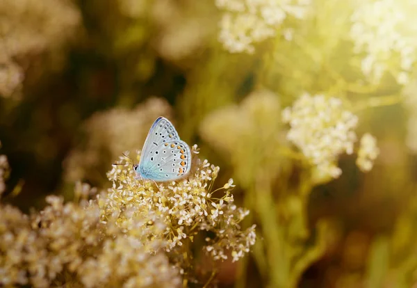 Borboleta azul pequena bonita, Polyommatus icarus, em um prado selvagem. Fundo da temporada de verão com efeito de filtro vintage — Fotografia de Stock