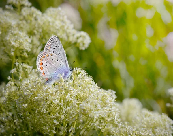 Όμορφο μικρό μπλε πεταλούδα, Polyommatus Ίκαρο, σε ένα άγριο Λιβάδι. Ρομαντικό καλοκαίρι σεζόν φόντο με εφέ φίλτρου φως του ήλιου — Φωτογραφία Αρχείου